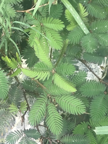 Sensitive Plant