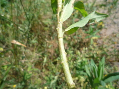 Euphorbia salicifolia