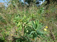 Euphorbia salicifolia