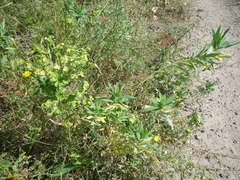 Euphorbia salicifolia