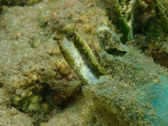 Petroscirtes variabilis