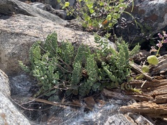 Pellaea bridgesii image
