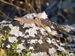 Podarcis siculus