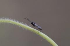 Ichneumonidae