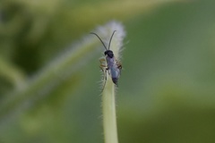 Ichneumonidae