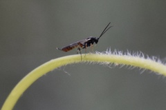 Ichneumonidae