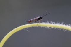 Ichneumonidae