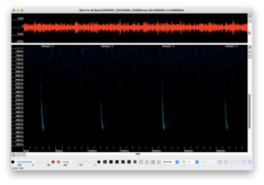 Pipistrellus nathusii