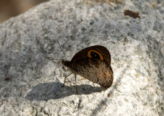 Ypthima aphnius