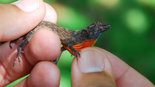 Bark Anole