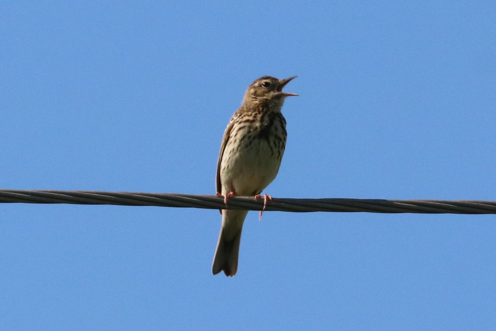 Tree Pipit