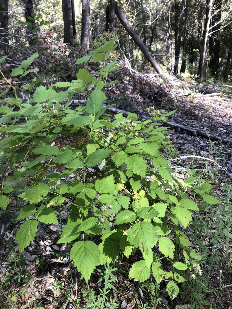 White Raspberry Arizona whitebark raspberry in June 2022 by Bobby Valentine · iNaturalist
