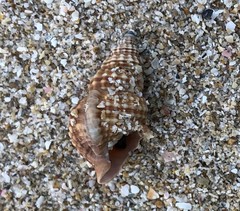 Cymatiella