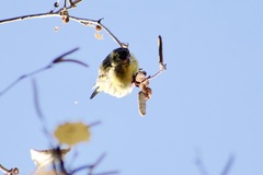 Spinus spinus