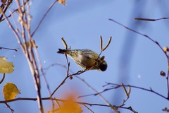 Spinus spinus