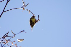 Spinus spinus