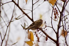 Spinus spinus