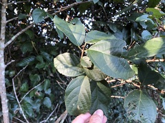 Mallotus claoxyloides