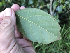 Mallotus claoxyloides