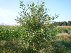 Fraxinus pennsylvanica lanceolata