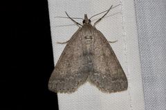 Chlenomorpha sciogramma