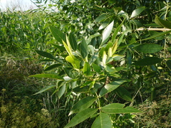 Fraxinus pennsylvanica lanceolata