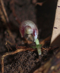 Corybas cheesemanii