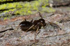 Colobopsis macrocephala