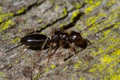 Colobopsis macrocephala