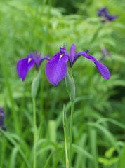 Iris ensata
