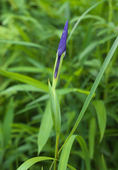 Iris ensata