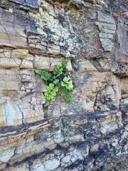 Asplenium difforme