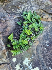 Asplenium difforme