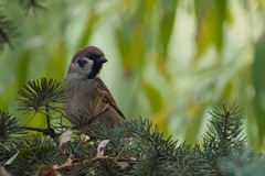 Passer montanus
