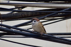 Passer montanus