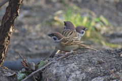 Passer montanus