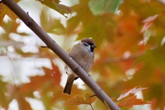 Passer montanus