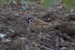 Passer montanus