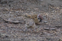 Passer montanus