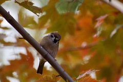 Passer montanus