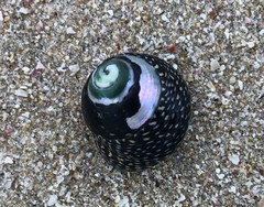 Chlorodiloma odontis