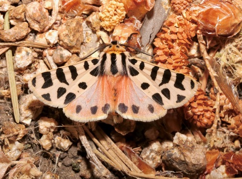 Immaculate Tiger Moth photo 3