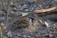 Passer montanus