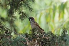 Passer montanus