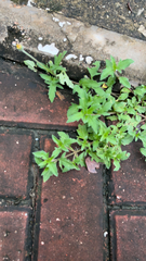 Tridax procumbens