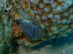 Rhopalaea circula