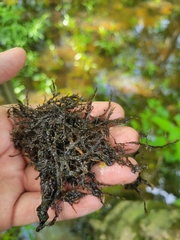 Dichelyma capillaceum