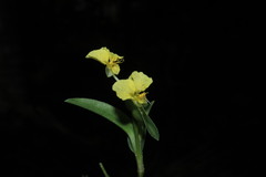 Commelina wightii