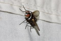 Trigonospila cingulata