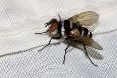 Trigonospila cingulata